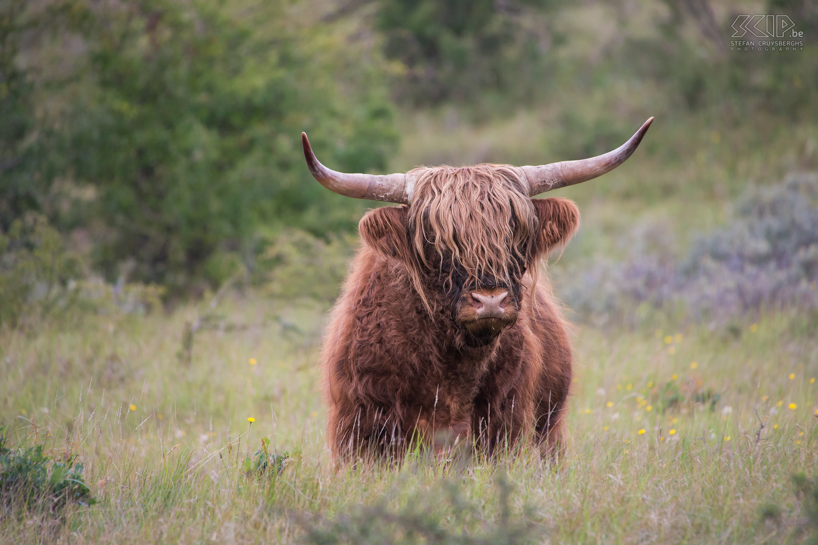 Amsterdamse Waterleidingduinen - Schotse hooglander We bezochten ook het aangrenzende Nationaal Park Zuid-Kennemerland. We konden de wisenten (Europese bizon), die in het Kraansvlak werden uitgezet in 2007, wel niet terugvinden. We zagen wel een mooie kudde Schotse Hooglanders.<br />
 Stefan Cruysberghs
